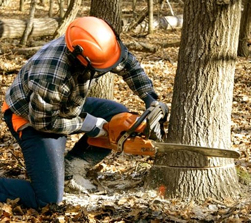 Tree Removal in Conklin, MI
